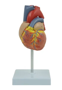 Анатомическая модель сердца взрослого человека Усовершенствованный Анатомический Медицинский Тренажер для обучения человека